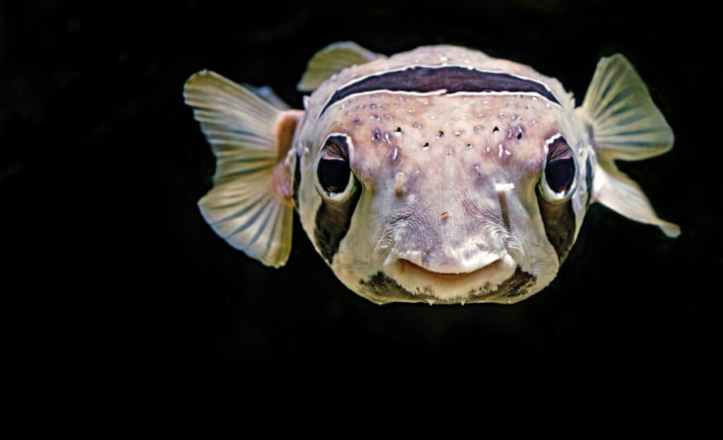 Fische müssen trinken!