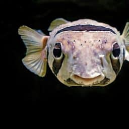 Fische müssen trinken!