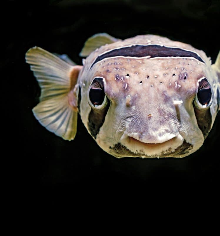 Fische müssen trinken!