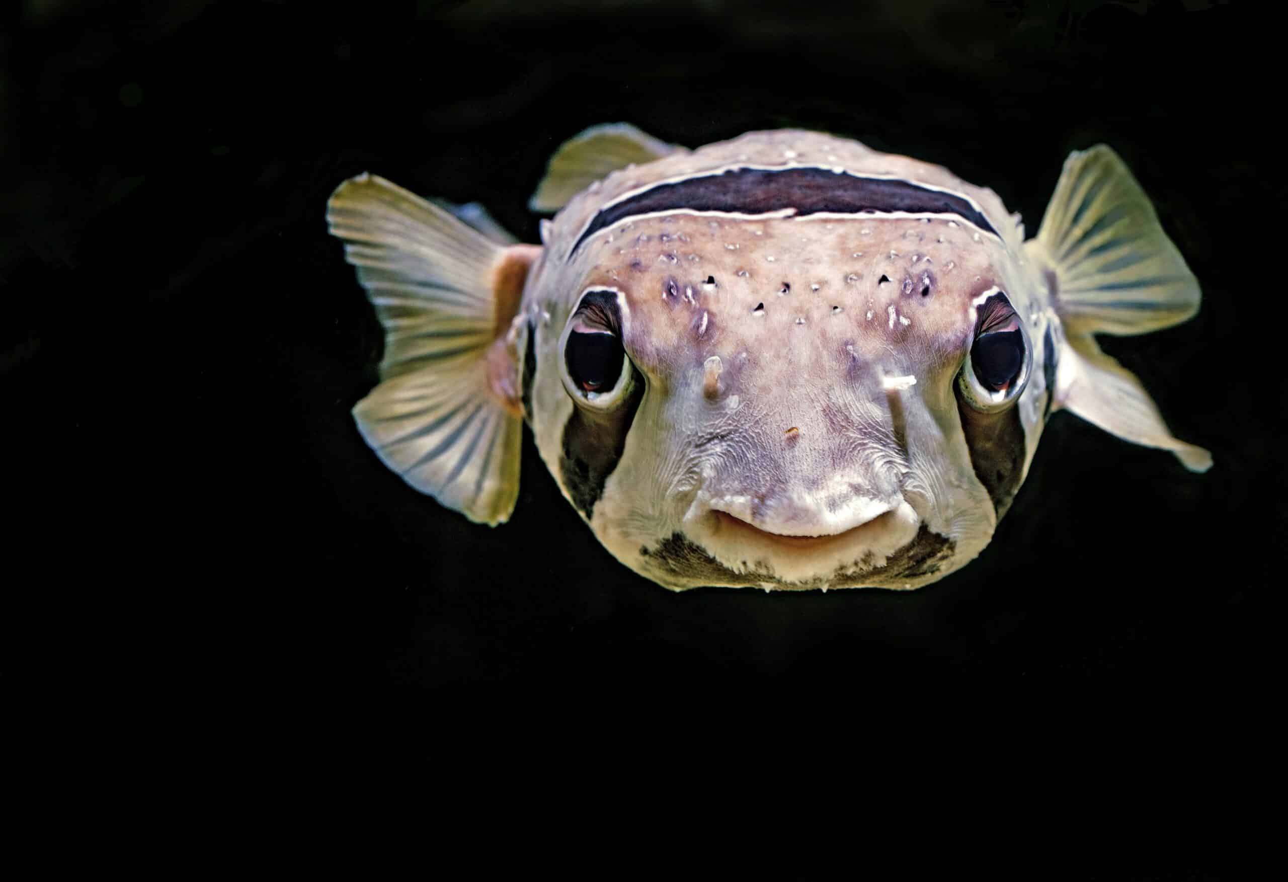 Fische müssen trinken!