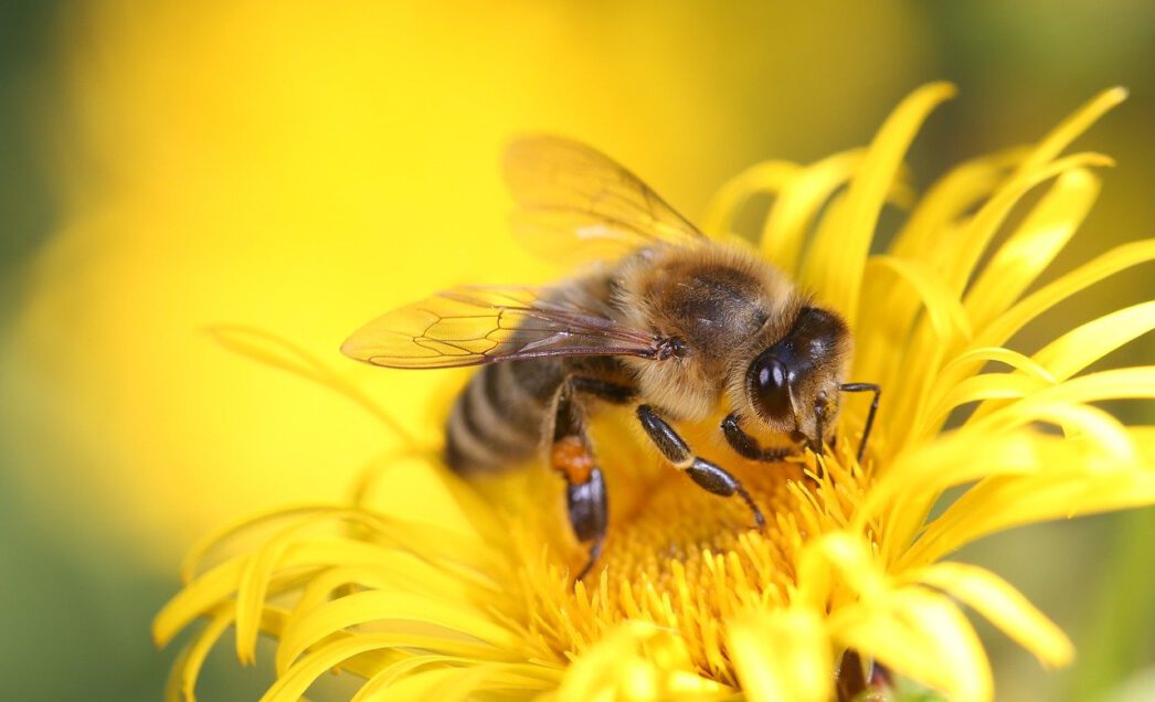 Was machen Bienen im Winter?