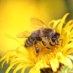 Was machen Bienen im Winter?