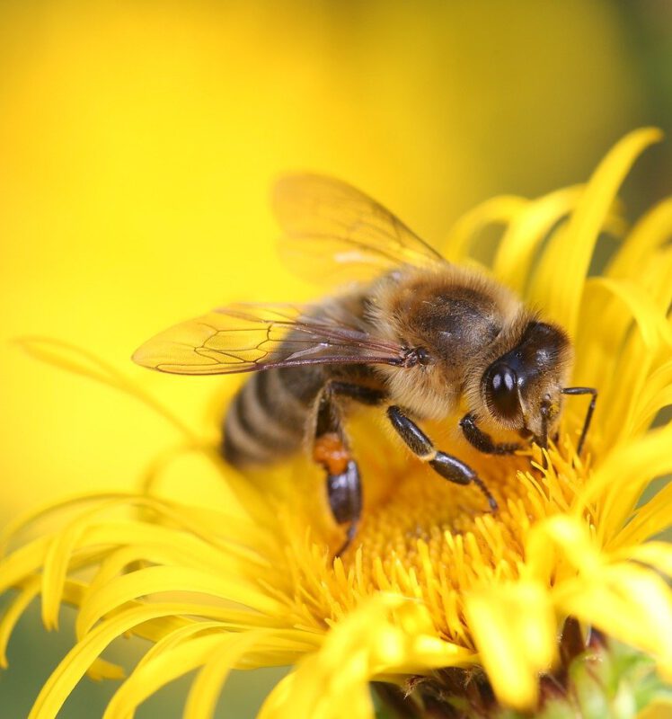 Was machen Bienen im Winter?