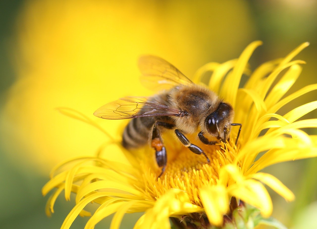 Was machen Bienen im Winter?