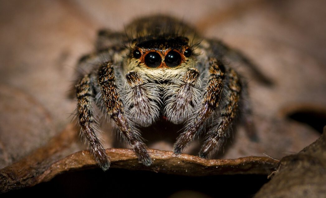 Spinnen überleben den Staubsauger und krabbeln hinaus!