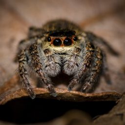 Spinnen überleben den Staubsauger und krabbeln hinaus!