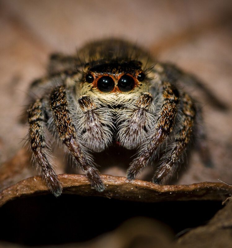 Spinnen überleben den Staubsauger und krabbeln hinaus!