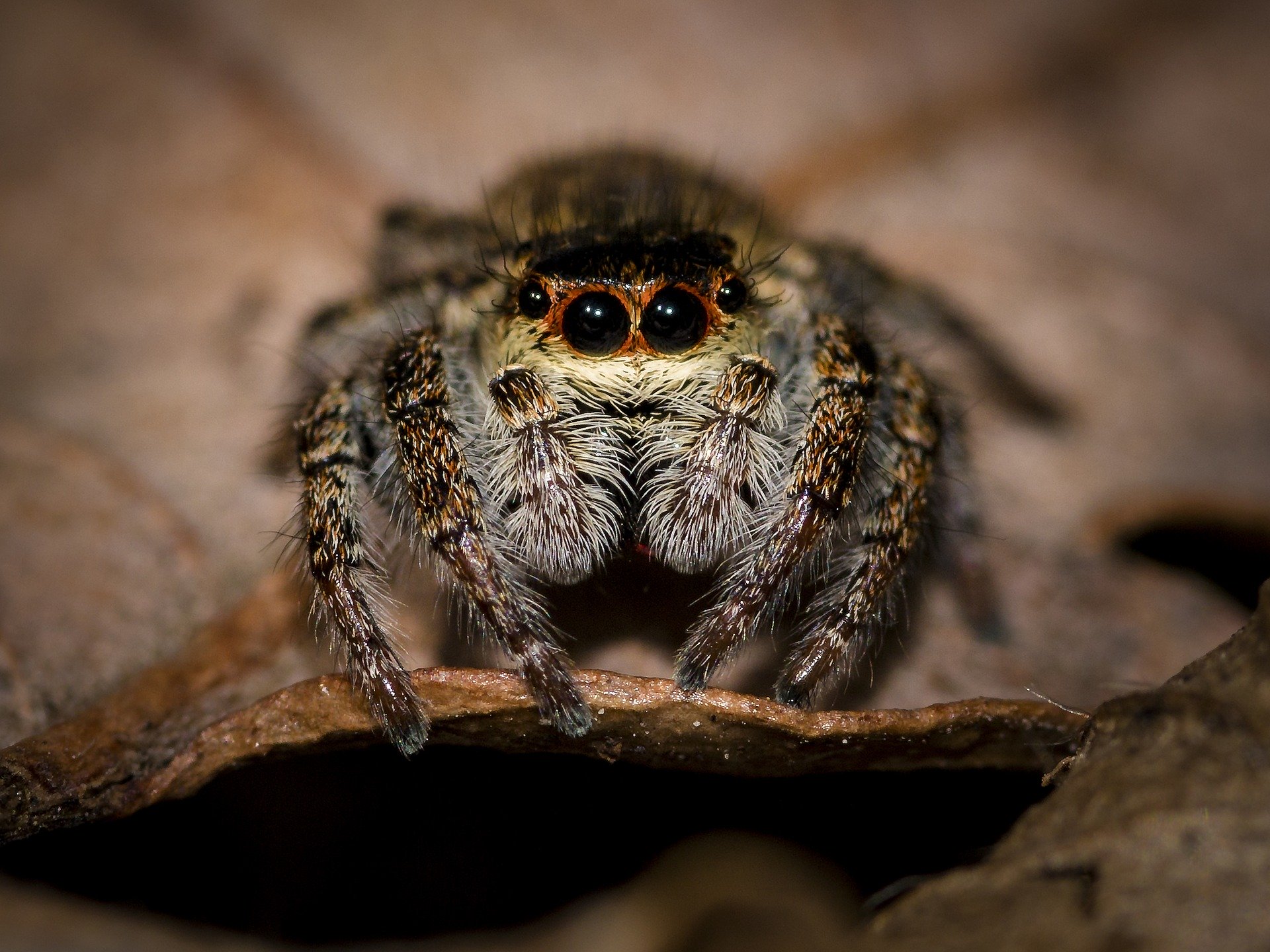 Spinnen überleben den Staubsauger und krabbeln hinaus!